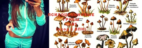 кокс Баксан